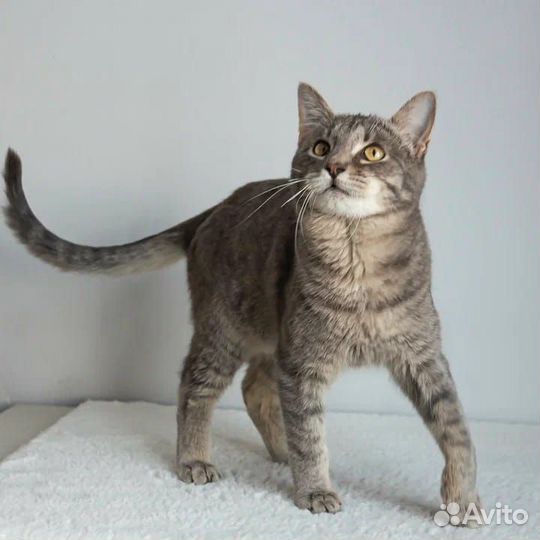 Котёнок мальчик