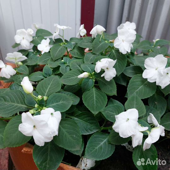 Импатиенс ампельный (бальзамин)