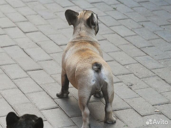 Щенок французский бульдог, мальчик палевый, Клуб