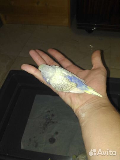 Волнистый попугай молодняк продам