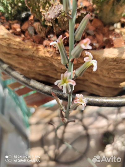 Хавортия Лимифолия, Алое Декоративное, в керамике