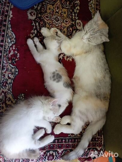 Кошка в дар