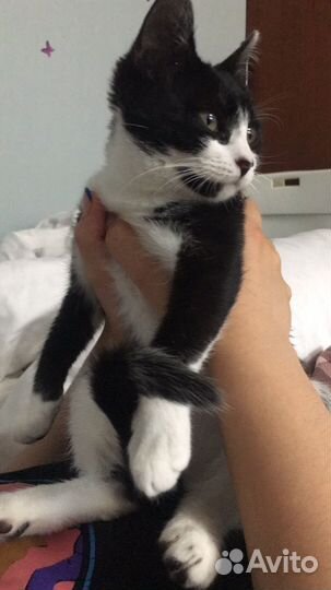 Кошка в дар бесплатно