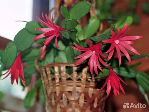 Рипсалидопсис, лесные кактусы