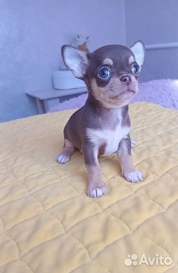 Чихуахуа мини
