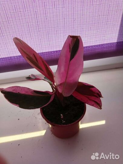 Строманта триколор