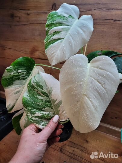 Монстера вариегатная альба 7