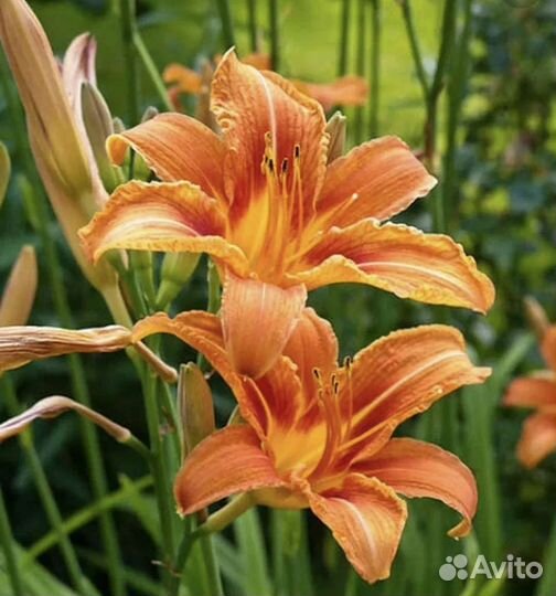 Лилейник оранжевый