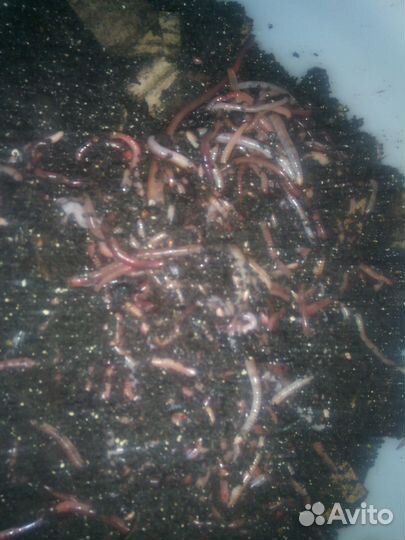 Коконы червя Дендробена Венета