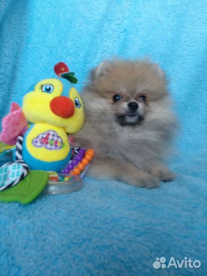 Девочка милейший шпиц