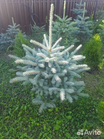 Ель голубая глаука и туи смарагд