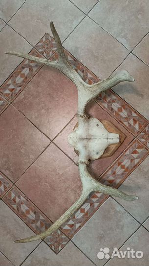 Рога лося на медальоне