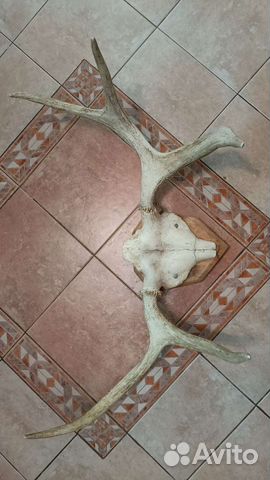 Рога лося на медальоне