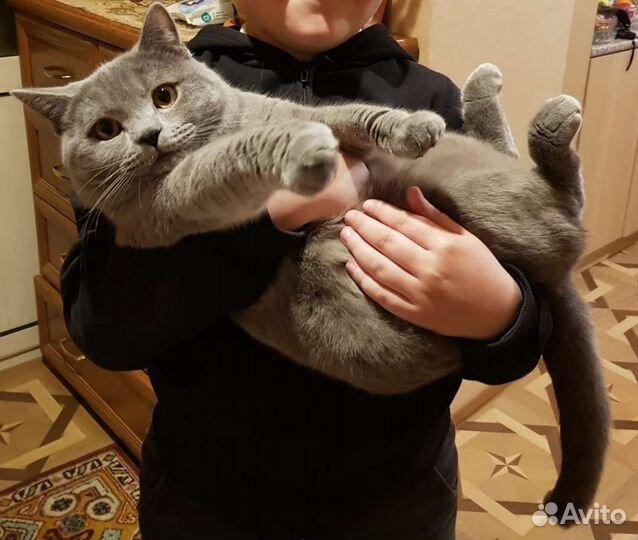 Шотландский кот