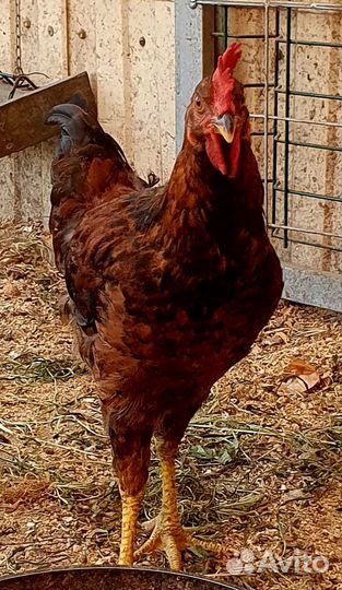 Молодой петух