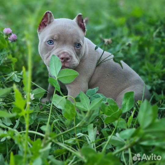 Продажа щеноков американских булли