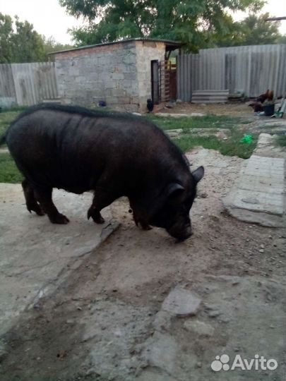 Вьетнамский вислобрюхий хряк