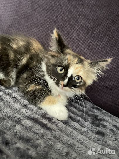 В добрые руки, трехцветный котеночек(девочка)