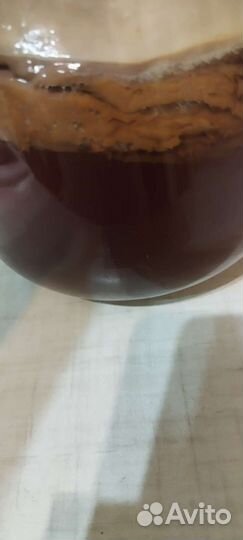 Чайный гриб