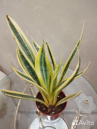 Сансевиерии Абрутиана Найт Лайт и Эль Дорадо