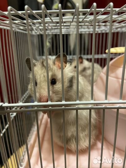 Джунгарский хомяк с клеткой