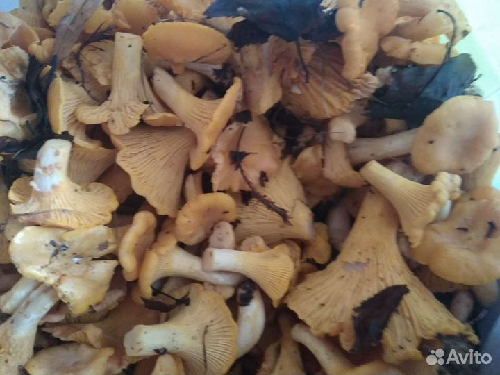 Грибы лисички сушеные