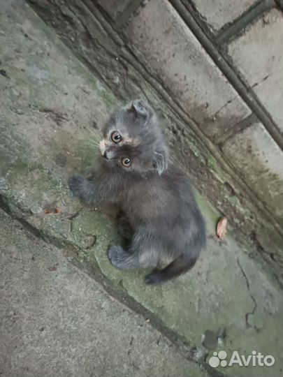 Отдам в добрые руки котят