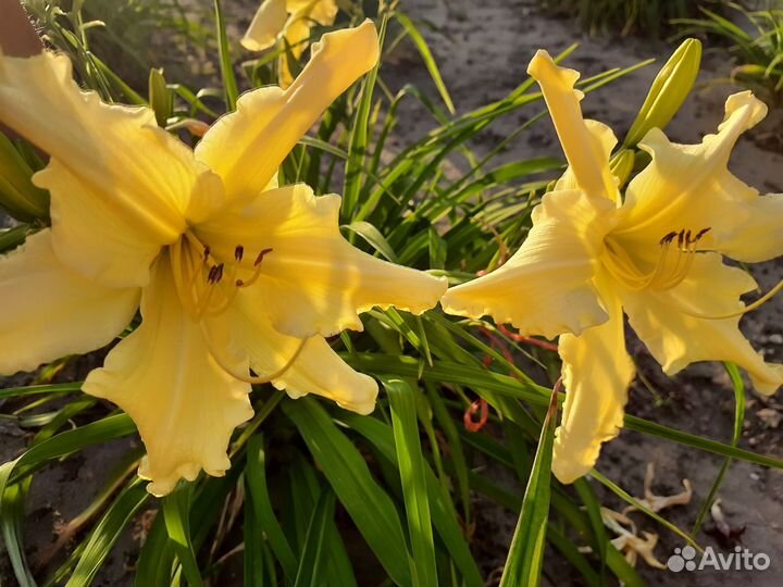 Лилейники - победители международных выставок