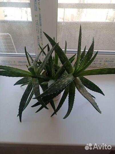Алоэ вера в горшке