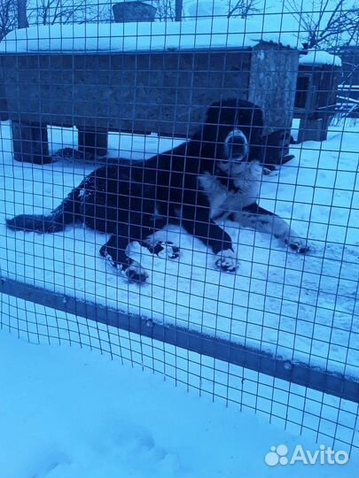 Вязка Алабай