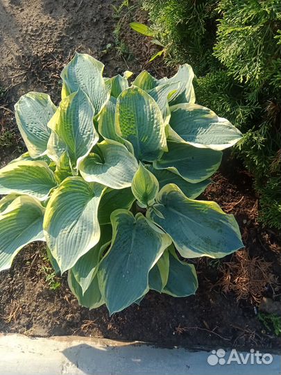 Растения цветы для сада