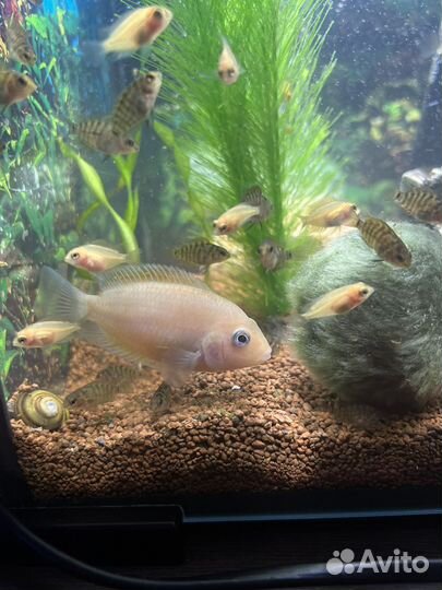 Рыба - цихлиды