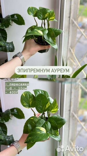 Эпипремнум золотистый (ауреум)