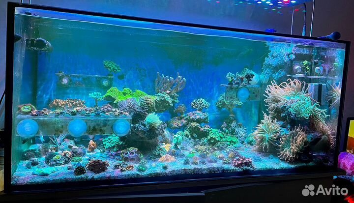 Морские кораллы / живые кораллы