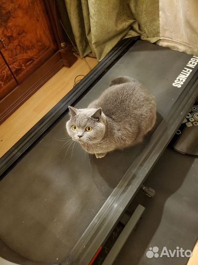 Беговая дорожка oxygen laguna вес до 130 кг