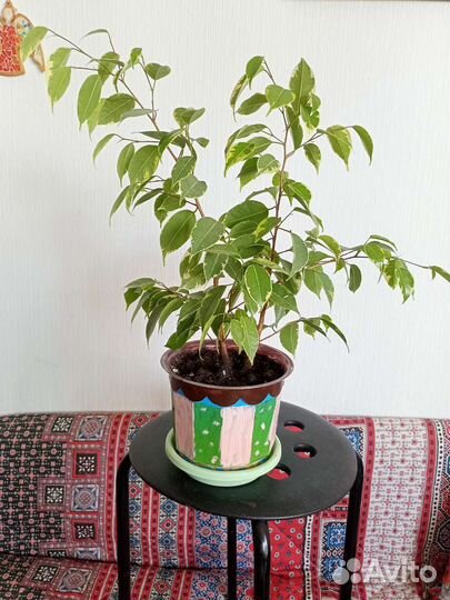 Фикус бенджамина пестролистный