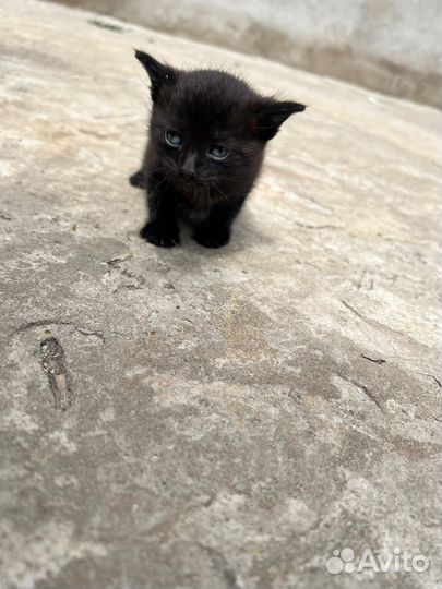 Чёрные котята
