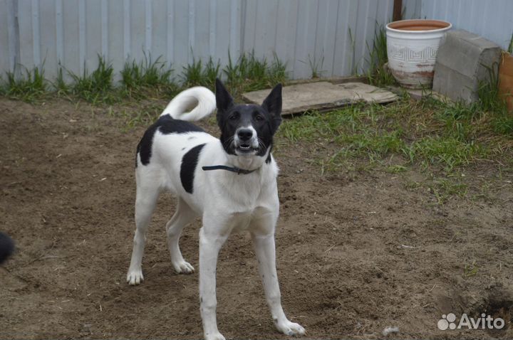 Собаки в добрые руки