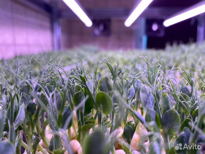 Микрозелень Мизуна красная (Японская капуста)