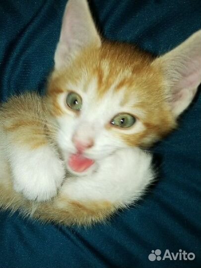 Котятушки ищут дом