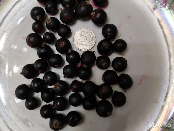 Смородина черная куст 2 года