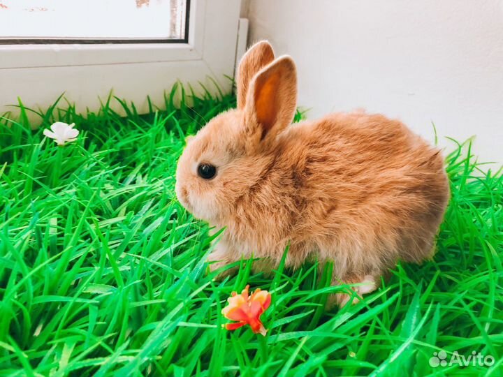 Карликовый кролик - хотот и другие породы