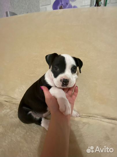 Щенки американского стаффордширского терьера