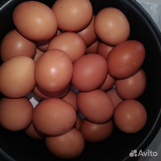 Домашние куриные яйца