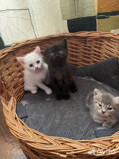 Котята в добрые руки