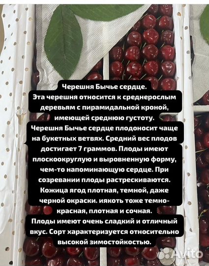 Черешня Бычье сердце