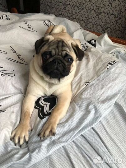 Мопс вязка мальчик