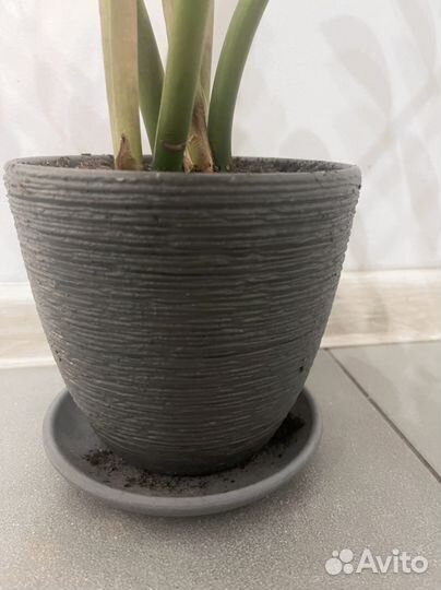 Замиокулькас