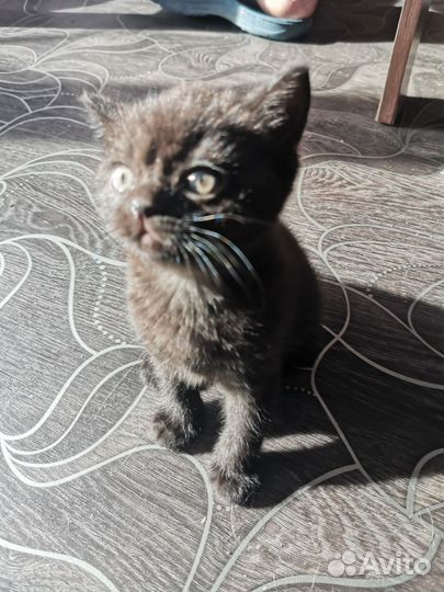 Кошки в добрые руки