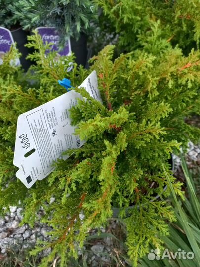 Саженцы хвойных растений